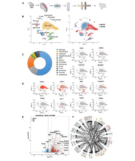 Overview Of The Single Cells From Mcao And Sham Groups A