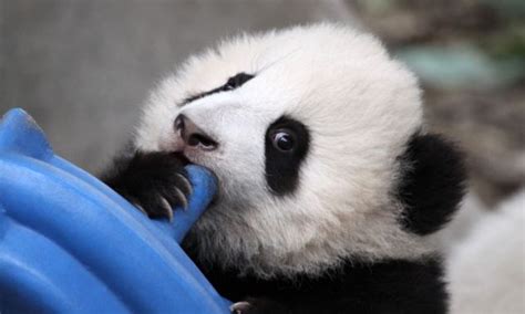 Thai Panda Is This The Cutest Panda Ever Newborn Bear Reaches Out To