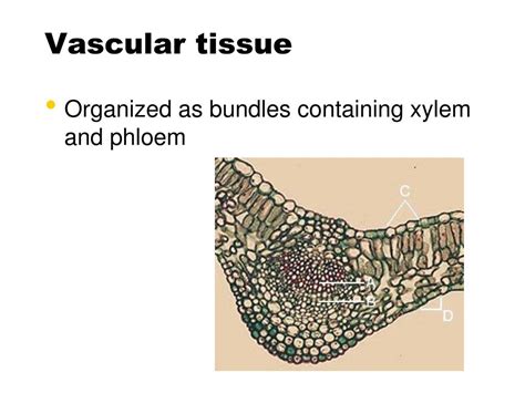 The Different Types Of Conducting Tissue In Flowering Plants
