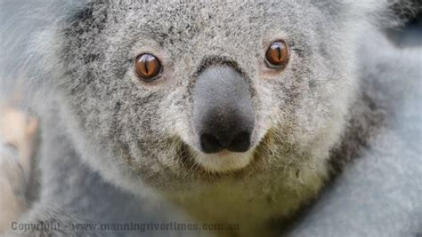 Rare Blue Eyed Koala Manning River Times Taree Nsw