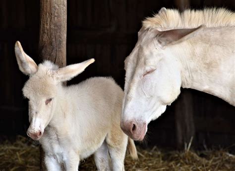 White Donkey Animal World Schloss Hof Estate