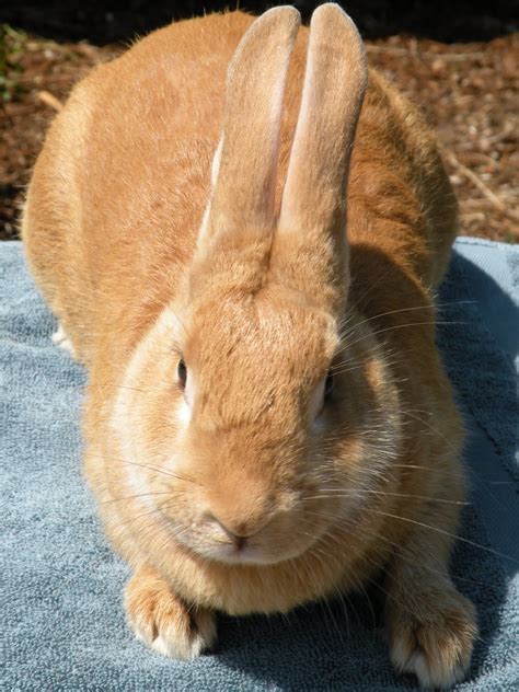 The absolute best pet website to advertise and sell pets. 25 Palomino Rabbits for Sale Mobile, Alabama | Rabbits for ...