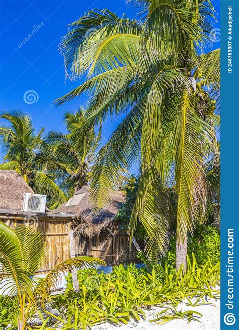 Tropical Natural Beach Panorama Palm Tree Tulum Mexico Stock Image