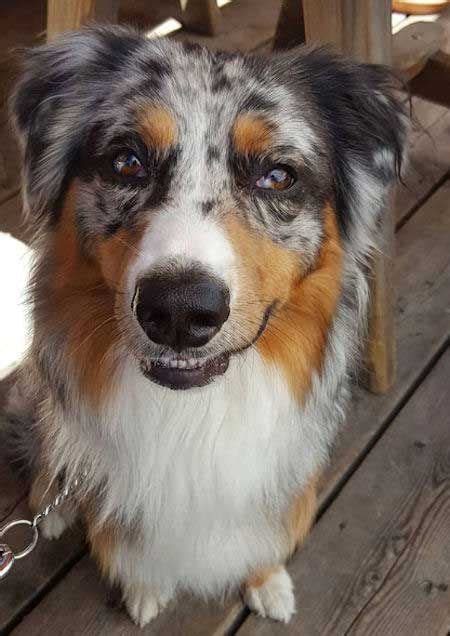 Awesome Looking Aussie In This Cute Dog Picture Barkinglaughs Aussie