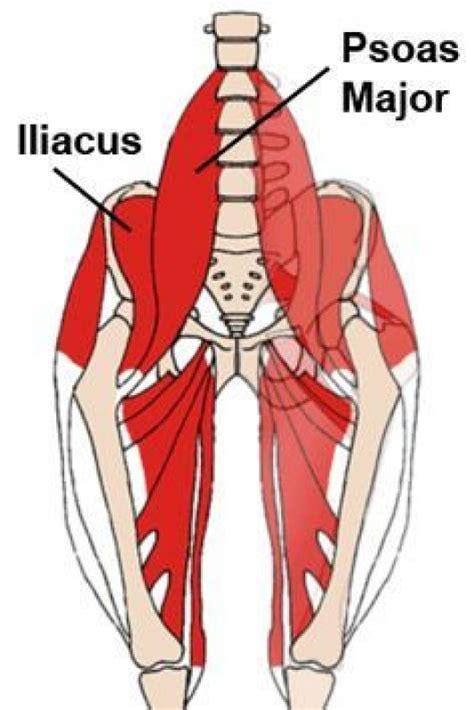 Pin On Psoas Trigger Points