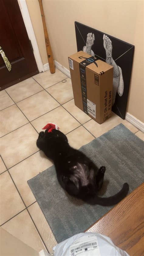 I Think Its Safe To Say She Likes Her New Toy Rblackcats