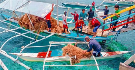 Farmers In Typhoon Hit Leyte Islet Revive Seaweed Industry Trueid