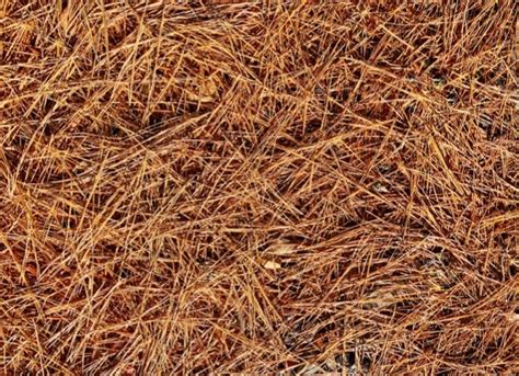 6 Things To Know About Pine Straw Mulch Bob Vila
