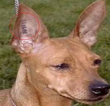 Art-Sci: Animal Owners Tattoo Their Pets