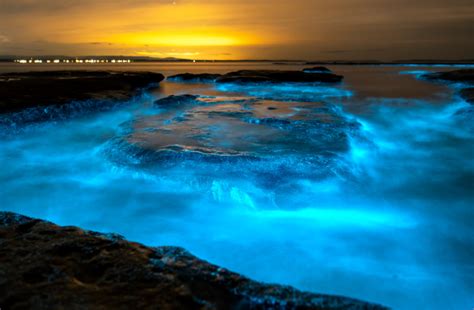 Bioluminescence And Fluorescence What Is It And How Can You See It