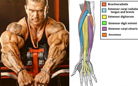 Start Doing These 6 Forearm Exercises For Ultimate Gains