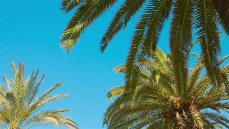 Stock Video Of Background Palm Trees Clear Blue Sky