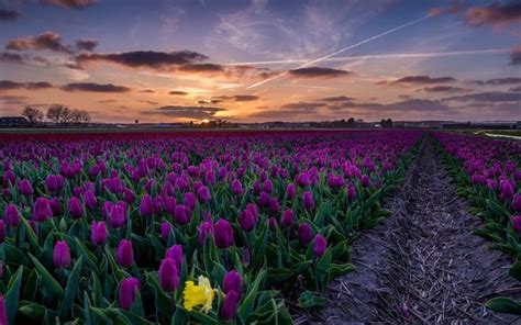 Download 2808x1867 Purple Tulips Field Path Sunset