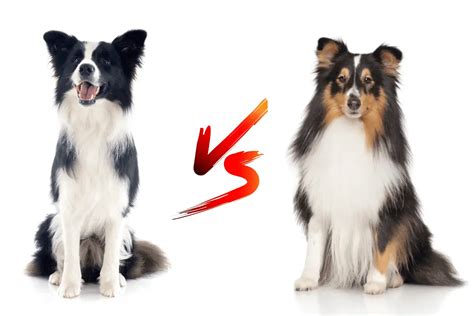 Collie Vs Border Collie Which One Is For You