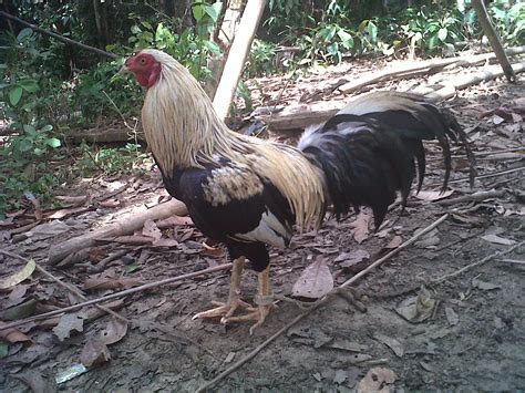 Setelah cukup lama tidak memposting. foto dan gambar ayam pilipina atau philipine