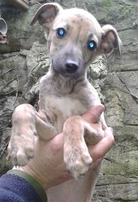 Lurcher Bedlington Whippet Cross Puppy Male In Hawick Scottish