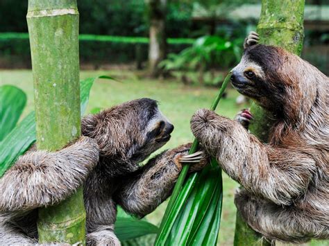 Young Sloths Hang Out On A Bamboo Tree Although Slow