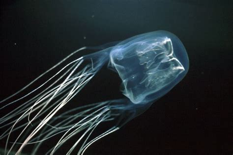 Box Jellyfish Learn Everything About The Box Jellyfish