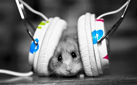Music Fan Music Little Hamster 2218 1920x1200 High