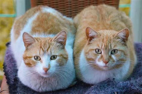 Apakah Warna Bulu Kucing Berhubungan Dengan Jenis Kelaminnya Quora