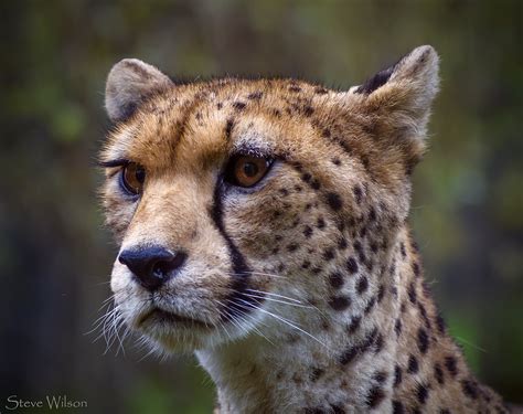 Northwest African Cheetah The Northwest African Cheetah A Flickr