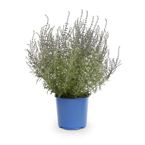 15 Gallon In Pot Russian Sage L5491 In The Perennials Department At
