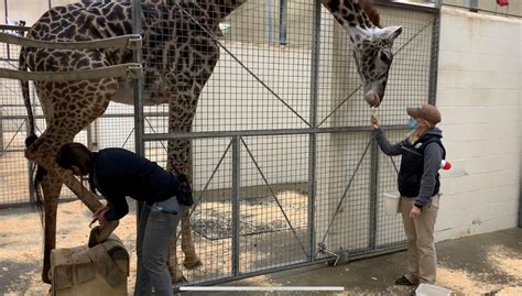 Zoo Giraffes Learn To Pose For Pedis Movers And Makers