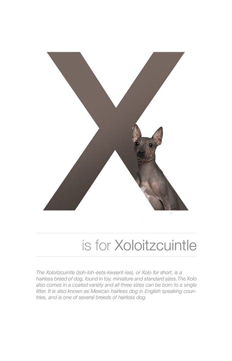 Zoology · 9 years ago. Designer Creates Adorable Alphabetical Series Of Dog ...