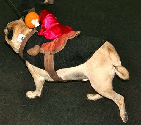 Dont Miss Cute Pugs In Halloween Costumes Talent Hounds
