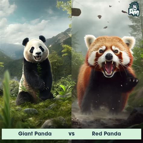 Giant Panda Vs Red Panda See Who Wins Animal Matchup