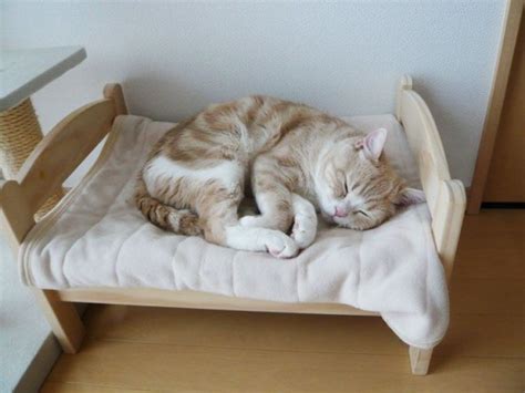 52 Creative And Cozy Cat Beds Digsdigs