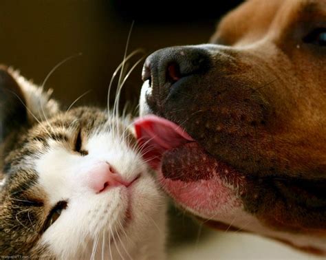 Dog Kissing Cat Cute Cats Dog Kisses Funny Animals