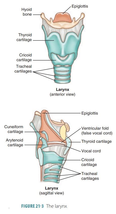 Larynx Structure And Function Organization Of The Respiratory System