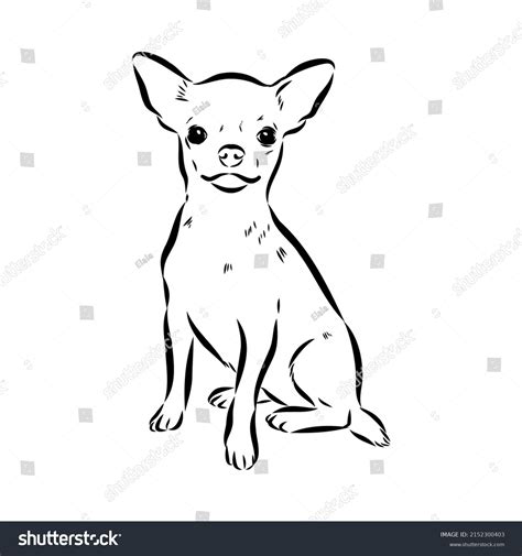 Chihuahua Dog Isolated Vector Illustration Chihuahua Stock Vector