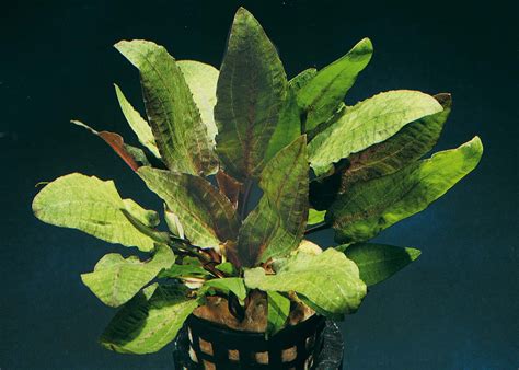 It has several color variations, and it can be found in green, red, pink, bronze and brown colors. Cryptocoryne wendtii 'Tropica' - Braune Tropica-Wendtii ...