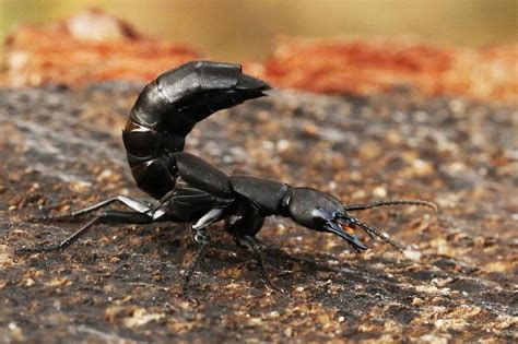 Devils Coach Horse Beetle Identification Life Cycle Facts And Pictures