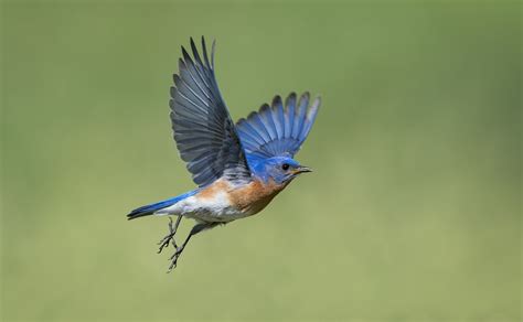 Different Types Of Birds