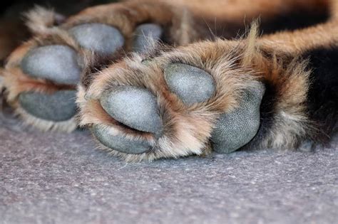 How To Care For Paw Pad Hyperkeratosis According To Vets