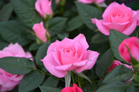 Bunga Mawar Pink Foto Gratis Di Pixabay Pixabay