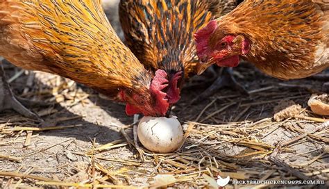 Top 20 Do Chickens Eat Their Own Eggs