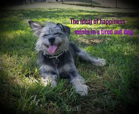 The Ideal Of Happiness Exists In A Tired Out Dog Animals Dogs
