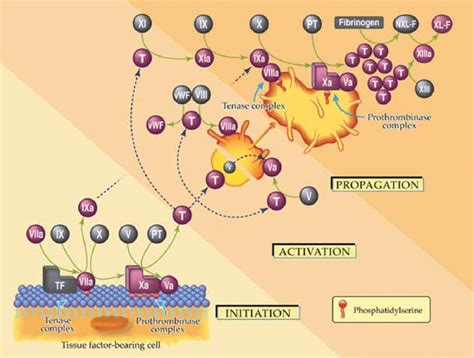 The Cell Based Model Of Coagulation Download Scientific Diagram