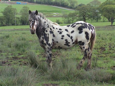 5 Strange Horse Breeds In The World The Style Inspiration