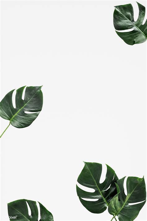 Split Leaf Philodendron On White Background Free Image By Rawpixel