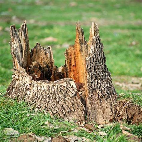 Stump Removal Vs Stump Grinding Edmonton Arbor Man Tree Care