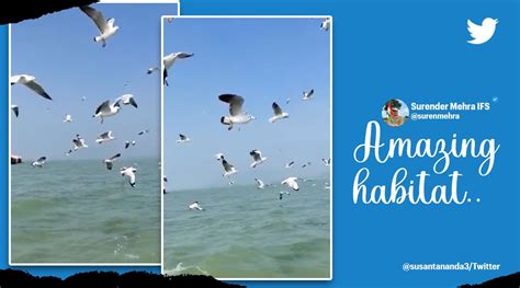 ‘the Magical Spot Of Odisha Flock Of Migratory Birds Fly Over Chilika