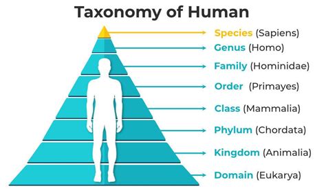 Human Taxonomy Classification Species