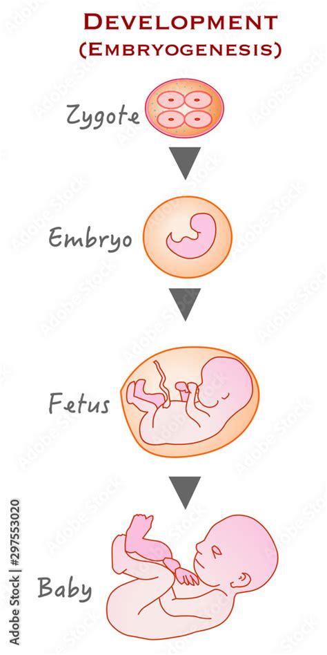 From Zygote To Infant Formation Development And Growth Stages Zygote