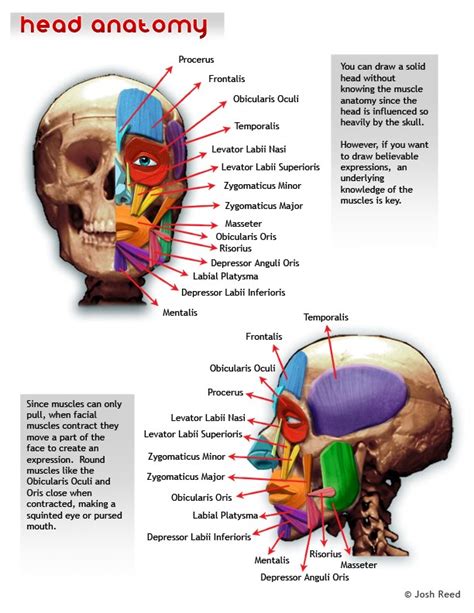 Drawsh Head Anatomy Head Anatomy Anatomy Muscle Anatomy