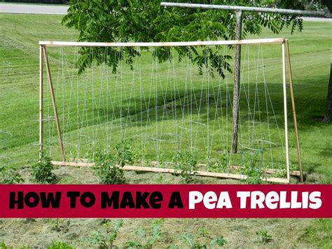 How To Make Your Own Pea Trellis